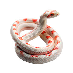 Albino corn snake with red spots coiled up isolated on transparent background