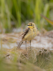 Young yellow wagtail