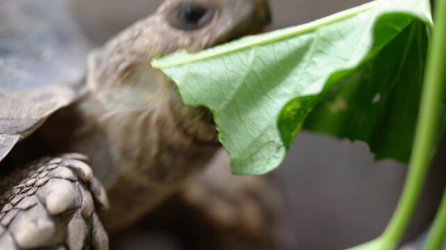 Close up of a tortoise eating green leaves. The reptile has a textured shell and scales on its head. Shallow depth of field blurs the background, focusing on the animal and its food.