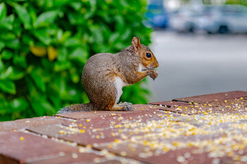 Cute eastern gray squirrel eating scattered corn kernels on a brick ledge.