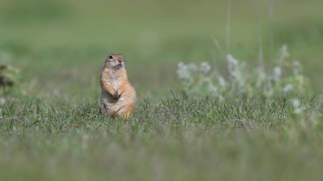 The Anatolian Ground Squirrel (Spermophilus xanthoprymnus) stands upright among the tall grasses, scanning its surroundings.