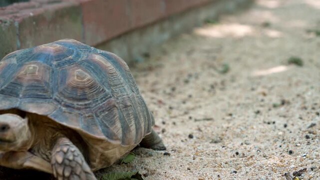 Close-up of a large tortoise with a textured shell walking on sandy ground next to a brick wall. Natural light illuminates the reptile, highlighting its scales and features. Outdoor habitat.