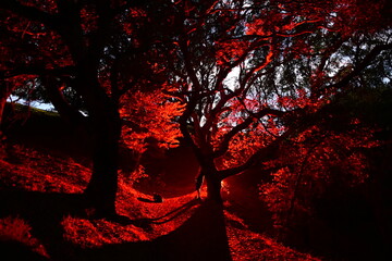Ominous red glow and moon light through the night trees