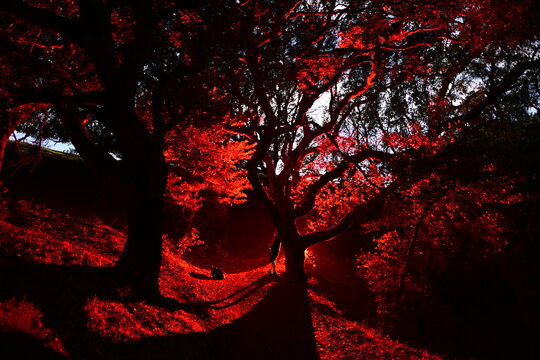 Ominous red glow and moon light through the night trees