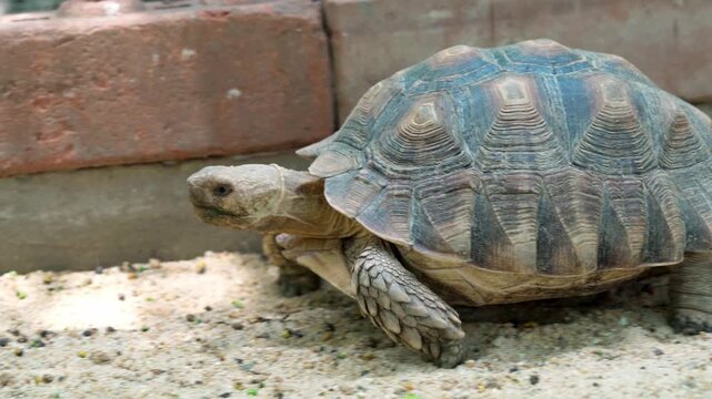 Close-up side view of a large African spurred tortoise  walking on sandy ground with textured brick wall in background. Detailed reptile shell and skin texture. Wildlife, nature, exotic pet.