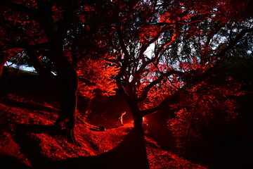 Ominous red glow and moon light through the night trees