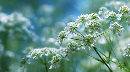 Fototapeta premium A blooming anise flower field on a sunny summer day, showcasing fresh medicinal plants used as food and drink ingredients, with a seasonal background.