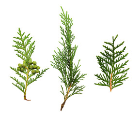 Set of green thuja twigs isolated on white or transparent background