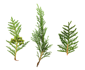 Set of green thuja twigs isolated on white or transparent background