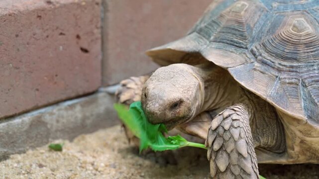 Close-up of a tortoise eating green leaves in a sandy enclosure with a brick wall. Natural light, detailed shell texture, and raw texture of sand. Focus on the reptile's head and legs.