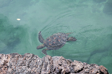 Meeresschildkr&ouml;te vor der Insel Bartholom&auml; - Meeresschildkr&ouml;ten k&ouml;nnen bis zu  7 Stunden unter Wasser bleiben, ohne Luft zu holen und  die Spermien nach der Begattung &uuml;ber Jahre speichern