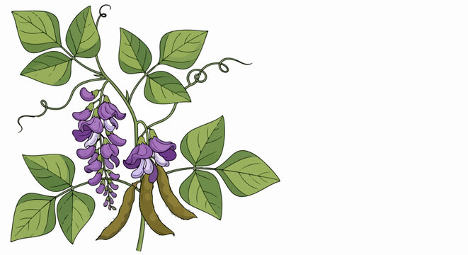 Illustration of kudzu plant with purple flowers and green leaves. Kudzu plant botanical drawing with its distinctive flowers showcases its natural beauty.