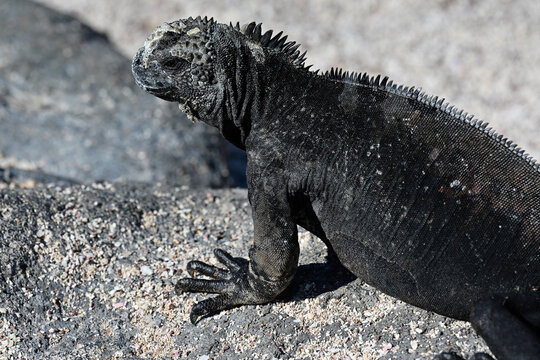 Seitenportr&auml;t einer Galapagos- Meerechse