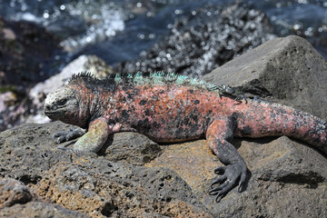  Meerechse auf den Galapagos Inseln mit rot gefärbter  Haut- Die Rotfärbung der ansonsten dunklen Leguane signalisiert Paarungsbereitschaft 