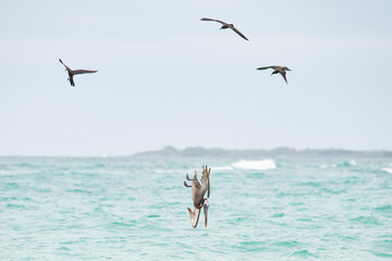 Braunpelikan Im Sturzflug  bei der Jagd nach Fischen - Nur die Braunpelikane auf den Galapagos Insel beherrschen diese Jagdtechnik