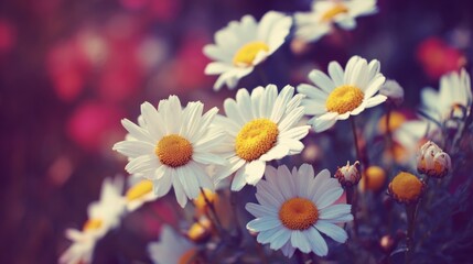Fototapeta premium Lush Daisies Blooming with Freshness in a Field of Color and Sunlight, Creating a Delicate and Vibrant Floral Display