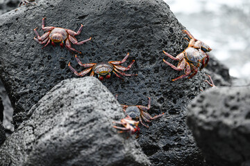 Krebse auf Wanderschaft - Insel Isabela, Galapagos