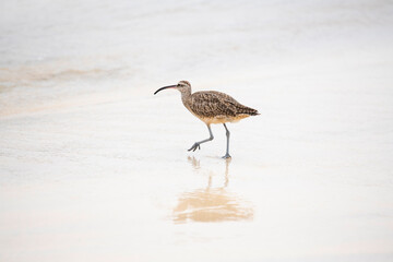 Brachvogels an Küste  der Galapagos Insel Isabela - Die weit verbreiteten Brachvögel gehören zur Gattung der Schnepfenvögel