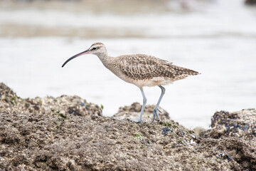 Porträt eines Brachvogels auf der Galapagos Insel Isabela