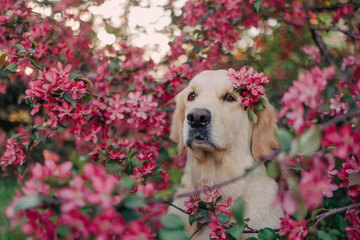 A golden retriever walks outside in the flowers of a pink apple tree. Pet store advertising.Active...