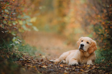 Puppy golden retriever sits on warm autumn leaves in the park and looks ahead.