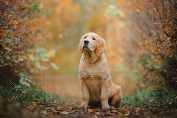 Puppy golden retriever sits on warm autumn leaves in the park and looks ahead.
