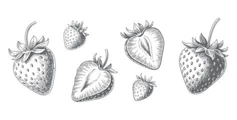 Vintage sliced strawberry illustration with detailed linework. Hand Drawn Strawberry Line Art Vector Illustration.