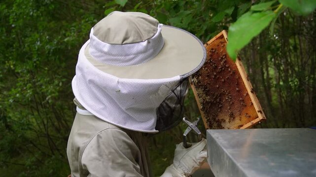 Beekeeper Inspecting Honeycomb Frame Covered with Bees