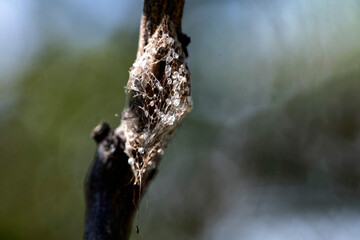 Citrus Mealybug Ovisac (Egg Sac) on Citrus Stem