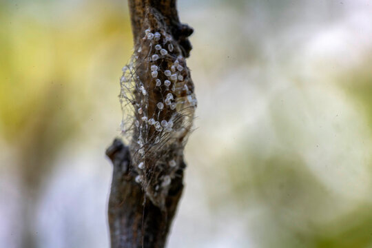 Citrus Mealybug Ovisac (Egg Sac) on Citrus Stem