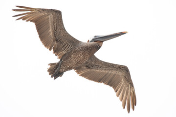 Nahaufnahme eines fliegenden Braunpelikans - Galapagos