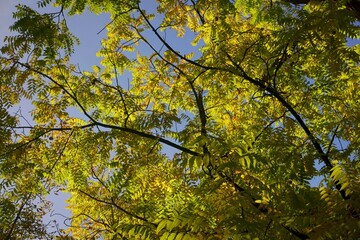 Green and yellow autumn leaves on tree branches with a clear blue sky in the background.