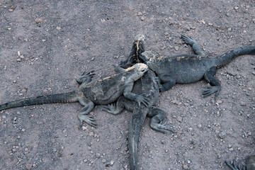 Familientreffen - Meeresexen auf Isla Isabella, einer der Galapagos Inseln