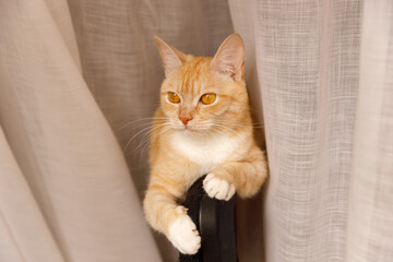 Adorable orange cat sitting behind a chair, looking through beige translucent curtains. Focus on the cat's intense yellow eyes and white paws.