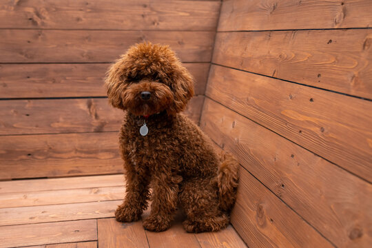 Fluffy brown dog sitting in a wooden corner