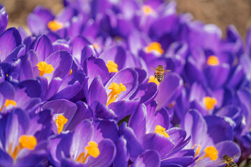 Honey bee flying among blooming crocus flowers.