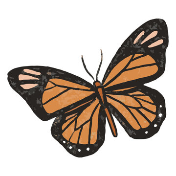 Orange butterfly illustration