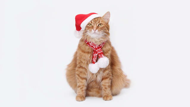 Close-up portrait of a ginger tabby cat wearing a red Santa hat and knitted scarf on a white background — festive pet portrait ideal for Christmas cards, holiday ads and seasonal designs. - Powered by Adobe