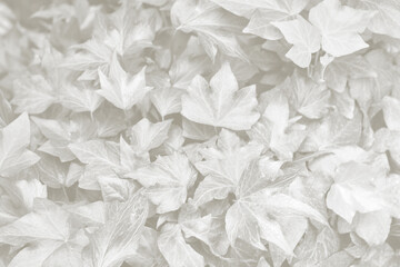 Obraz premium Cloud Dancer ivy leaves background. Monochrome color 2026.