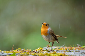 Closeup of european robin in the rain standing on the ground