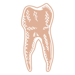Human tooth profile cut out hand drawn