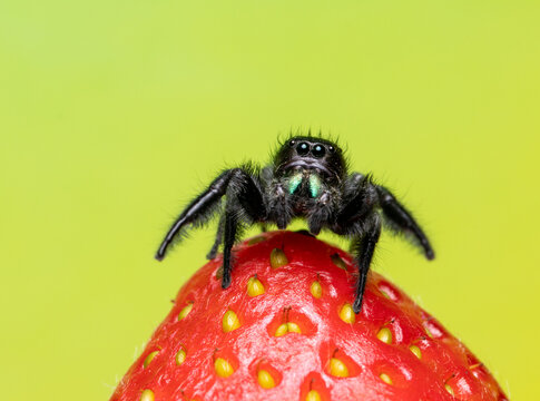 Jumping spider on a strawberry - Powered by Adobe