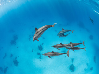 dolphins in the blue water