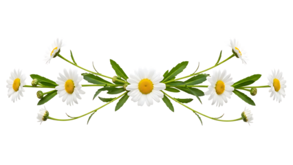 Daisy Flower Border Design on Black Background flowers