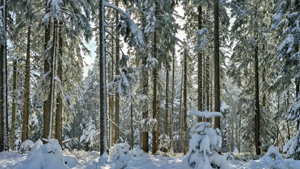 A pine forest in first fresh snow. Sunlight filters through the trees, creating bright reflections on the snow and highlighting the crystalline quality of the fresh snowpack.