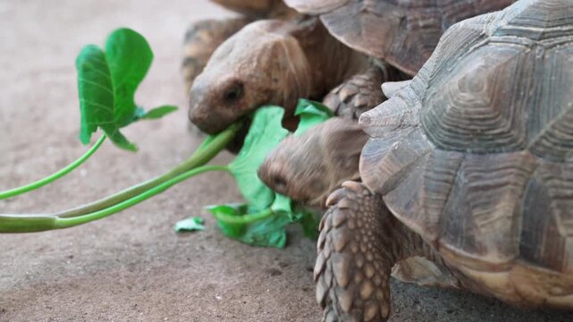 Two large tortoises eating green leaves up close, their textured shells and heads visible. Natural light on earthy ground, highlighting reptilian details and healthy eating habits.