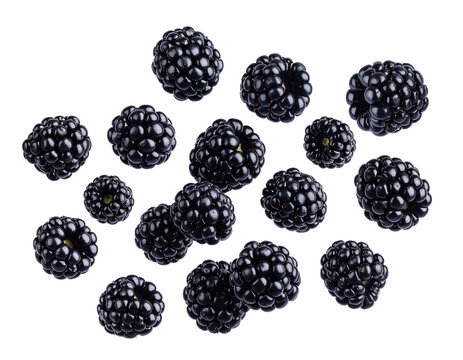 Fallende Brombeeren isoliert auf wei&szlig;em Hintergrund &ndash; frische Fr&uuml;chte, Freisteller