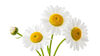 Three White Daisy Flowers with Bud on Black Background