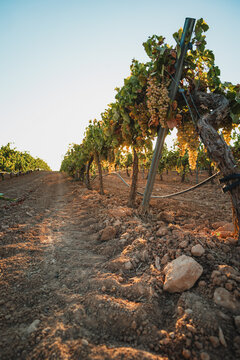 Vineyard landscape in Castilla La Mancha with grapevines
