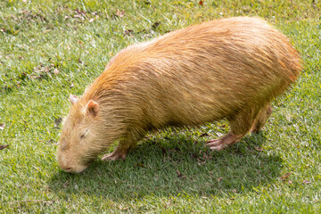 Fototapeta premium Capybara